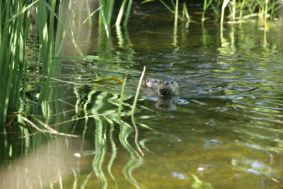 A pair of river otters in the trout pond