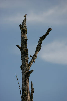 Bird in a snag