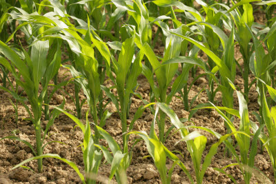 Field corn