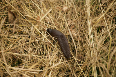 Slug in the grass