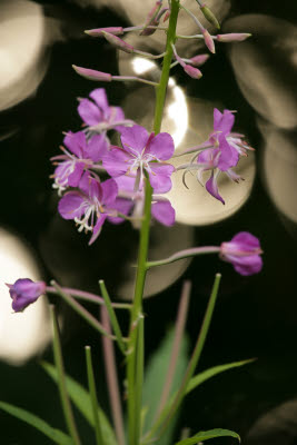 Fireweed with bodacious bokeh