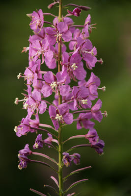 Fireweed