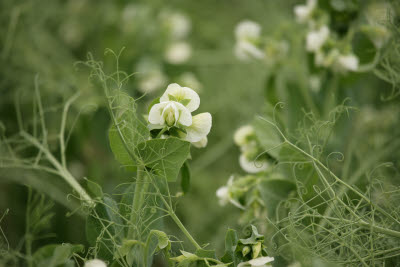 Sweetpeas