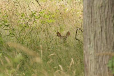 Deer in the woods