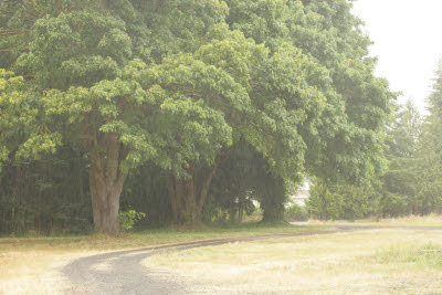 Magestic maples, guardians at the gate