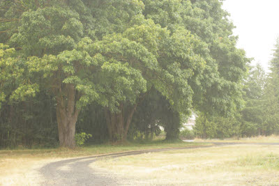 Magestic maples, guardians at the gate