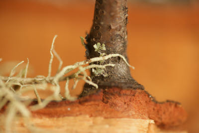 Macro study of the woodpile