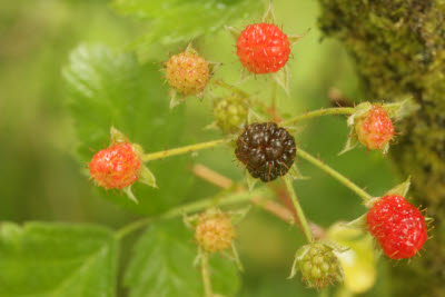 Blackberries