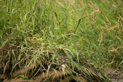 Bird in the grass