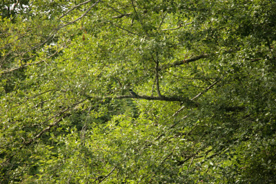 Bird in a tree