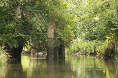 Old Schafer Bros. railroad bridge