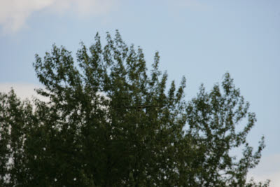Hawk