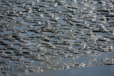 Mudflats at low tide