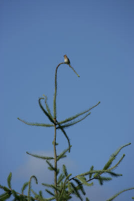 Bird in a tree