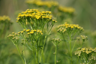 Dune Tansy