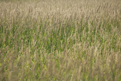 Reed canary grass