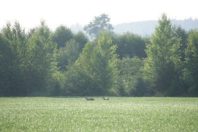 Deer in the pea field