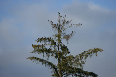 Swallows in a tree