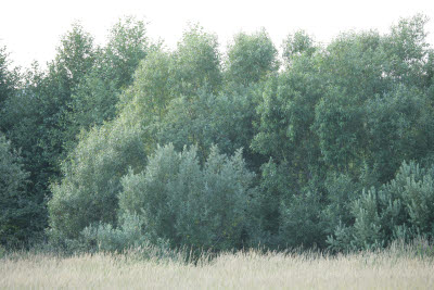 Mixed raparian forest growing up nicely