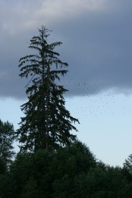 More tree swallows