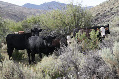 Cattle in the campsite