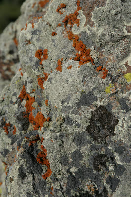 Lichen on a rock