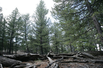 Wooded area on th peak