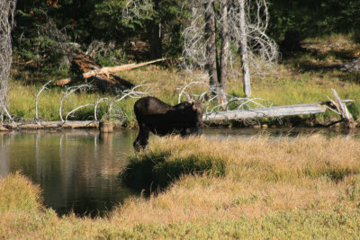 Moose on our drive to the cabin