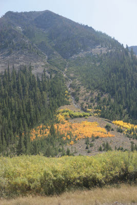 Aspen turning in Idaho