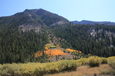 Aspen turning in Idaho