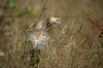 Weed to seed