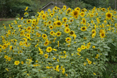 Sunflower patch