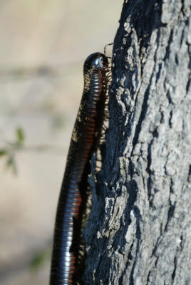 Giant Millipede