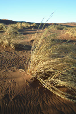 Sunset Dunes of Namib Naukluft park