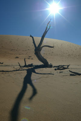 Dune, Sun, and a Tree near Deadvlei