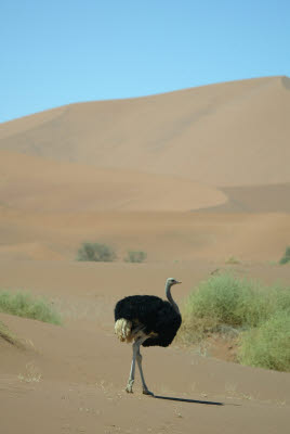 Ostrich at Sossusvlei