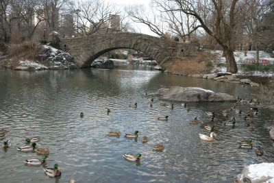 Pond in Central Park