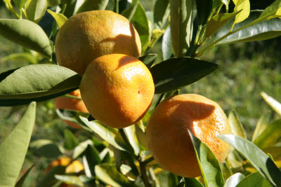 Dancy Mandrin Tree in Backyard