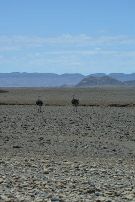 Ostrich in Namib-Nauklauft Park