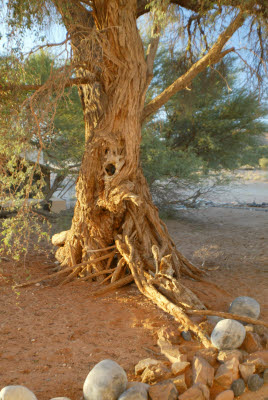 Interesting Tree outside the door of our Bungalow