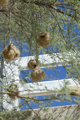 Weaver Nest