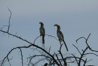 Hornbills