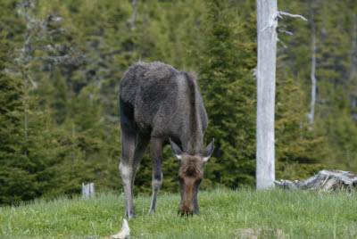 Moose at Salmonier Nature Park