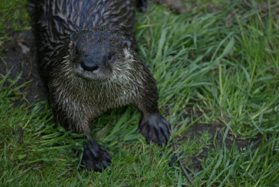 River Otter at Salmonier Nature Park