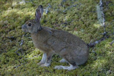 Bunny at Salmonier Nature Park