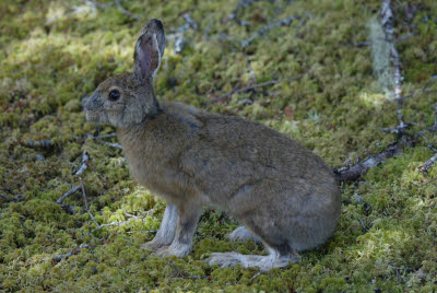 Bunny at Salmonier Nature Park
