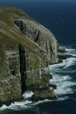 Cape St. Mary's Ecological Reserve