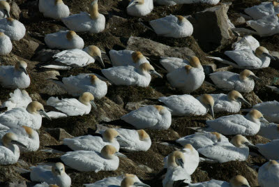 Gannet at Cape St. Mary's Ecological Reserve