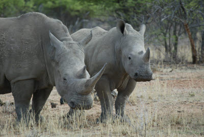 Rhino at Mt. Etjo