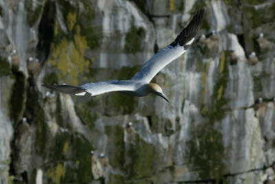 Gannet at Cape St. Mary's Ecological Reserve